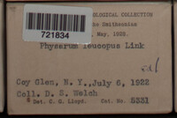 Physarum leucopus image